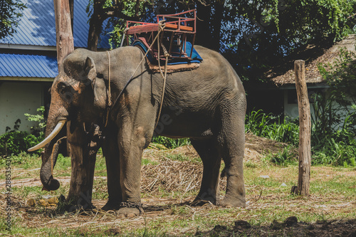 Thailand, Chiang Mai Province, Elephant, Tourism, Animal