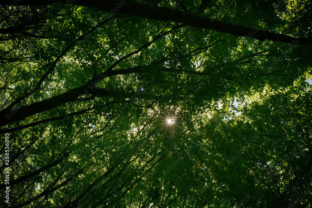 Obraz premium The sun's rays make their way through the leaves on the branches of trees