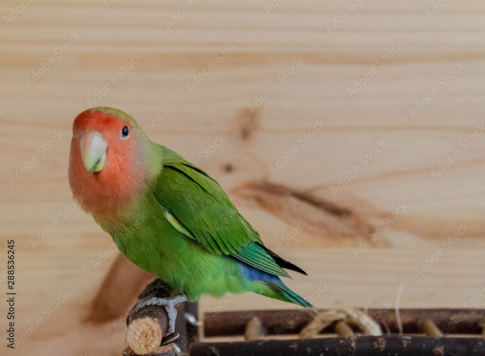 Naklejka premium a lovebird roseicollis enjoying its playground