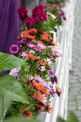 Different flowers of different colors on the parapet of a street cafe © Viktor Boiko