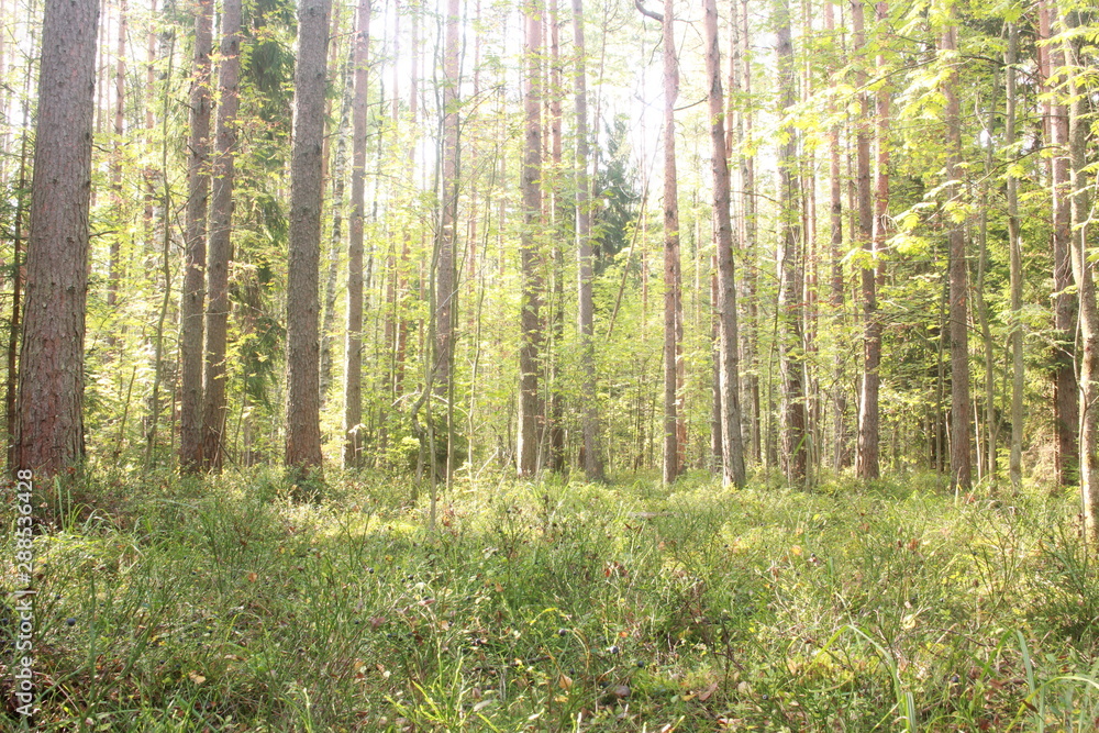 Fototapeta premium forest in autumn