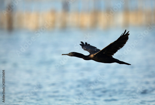 Socotra cormorant  in flight  Bahrain