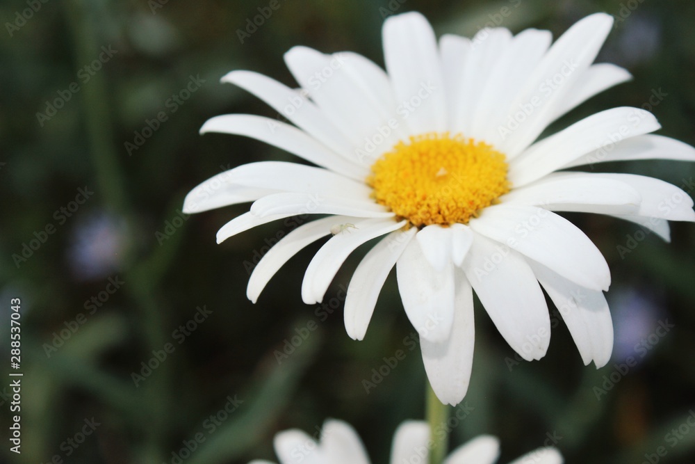 Fototapeta premium daisies
