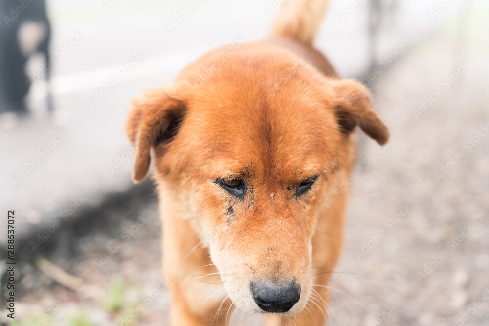 Close-up background view of the dog, with a playful character and likes to play with the owner, with blurred movements while waiting for food. Close-up background view of the dog, with a playful character and likes to play with the owner, with blurred movements while waiting for food.