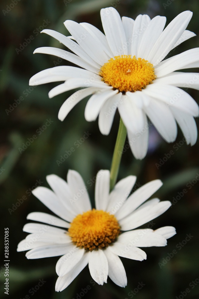 Fototapeta premium daisies