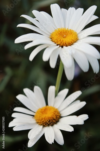  daisies