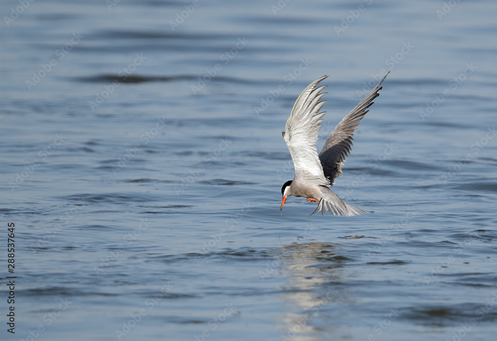 White-cheeked tern in flight, Bahrain White-cheeked tern in flight, Bahrain