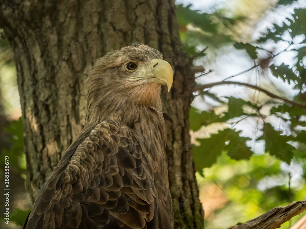 Perched white-tailed sea eagle in aviary Perched white-tailed sea eagle in aviary