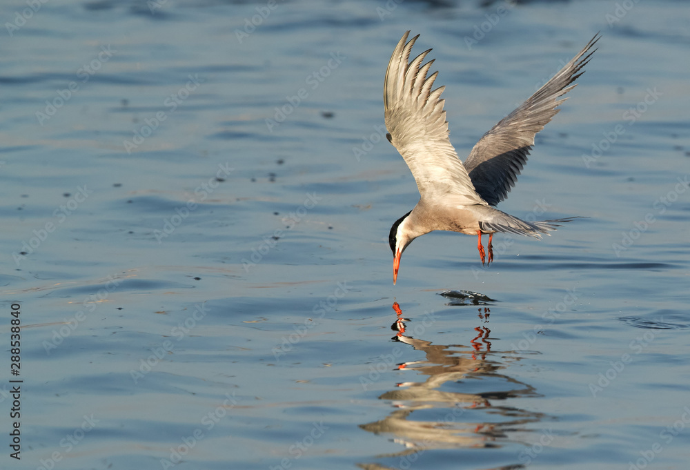 White-cheeked tern fishing at Tubli bay, Bahrain White-cheeked tern fishing at Tubli bay, Bahrain