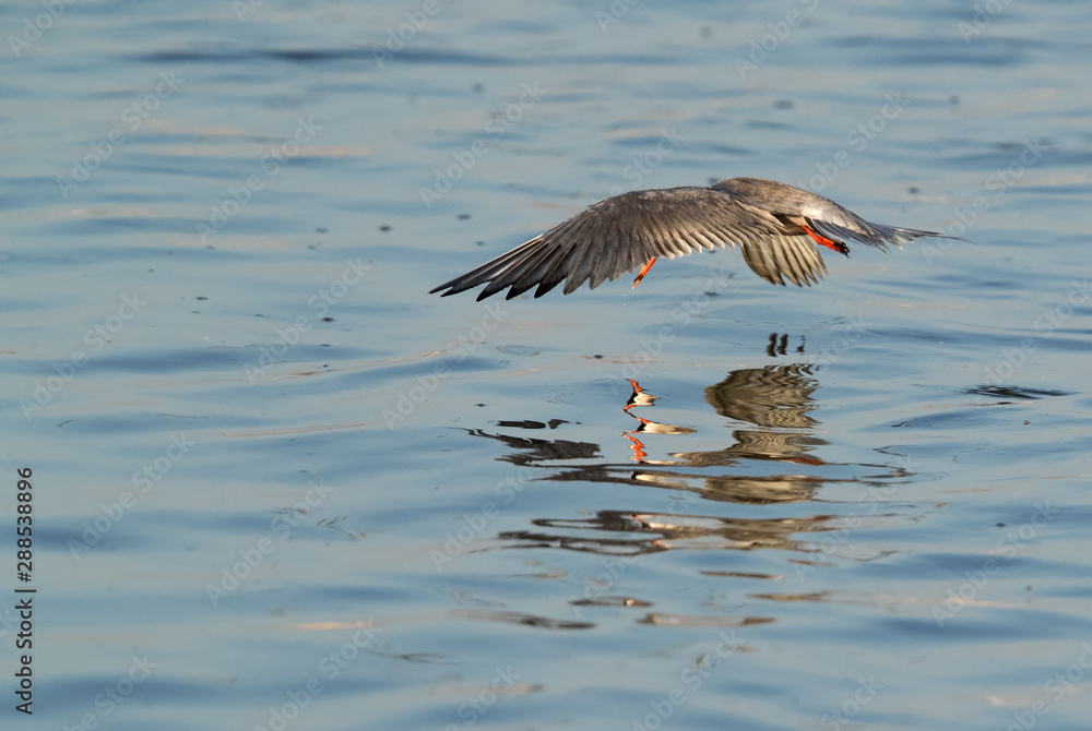 White-cheeked tern fishing at Tubli bay, Bahrain White-cheeked tern fishing at Tubli bay, Bahrain