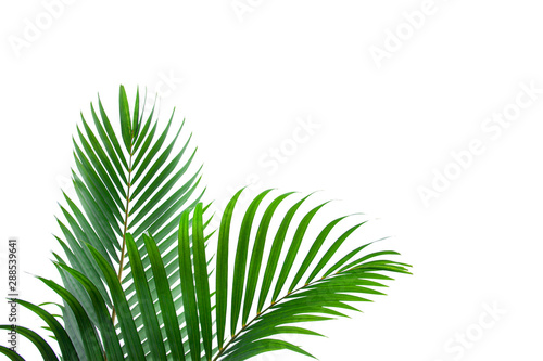 green coconut leaf isolated on white background  for design elements  tropical leaf  summer background