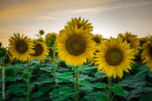 Fototapeta Naklejka Na Ścianę i Meble -  Sunflower field at close-up and clouds