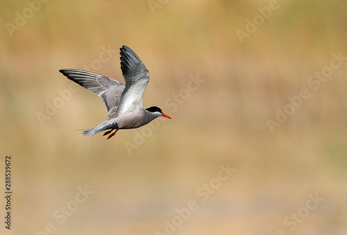 White-cheeked tern in flight  Bahrain 