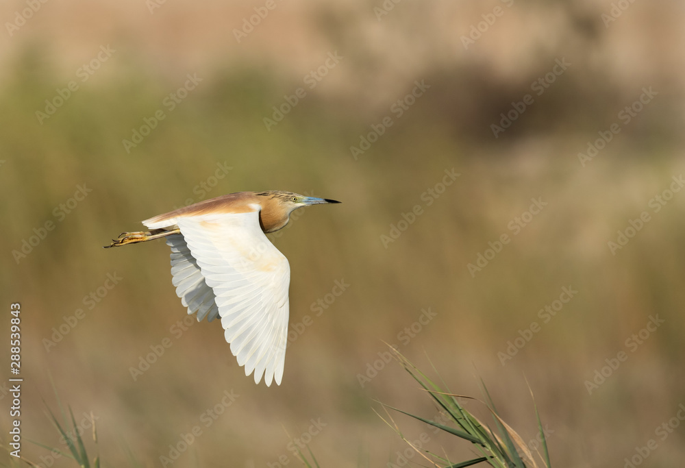The Squacco Heron in flight, Bahrain