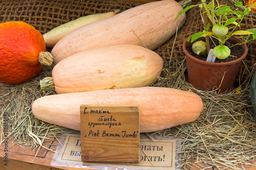 Pumpkin of the Pink Banana Jumbo variety.