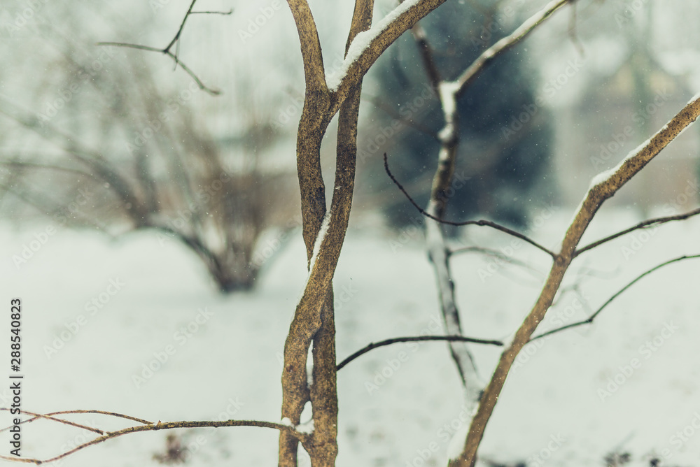 twisted tree branches in a winter snow storm twisted tree branches in a winter snow storm