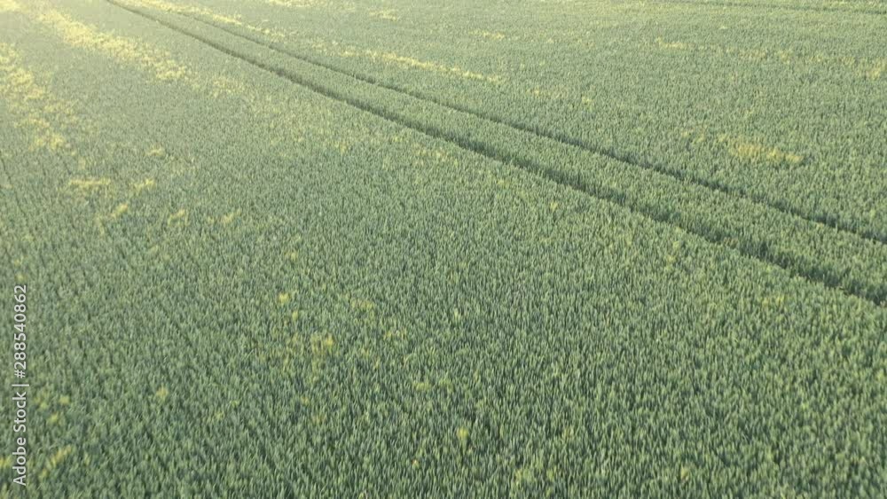 Crop of common wheat (Triticum aestivum) from above 4K drone video Crop of common wheat (Triticum aestivum) from above 4K drone video