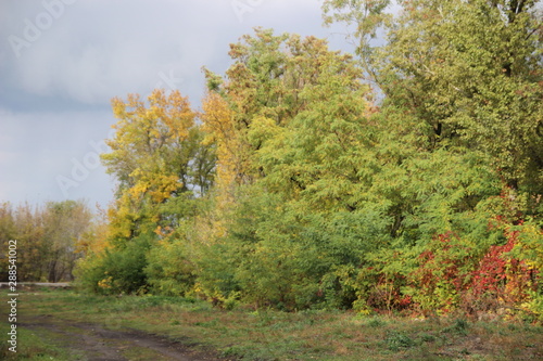 Landscape in autumn colors trees near country place