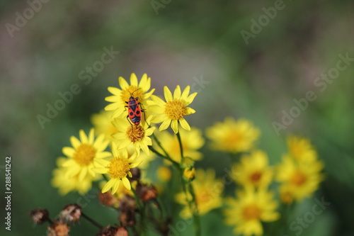 Firebug on golden chamomile flower. Insect with striking red an black coloration.