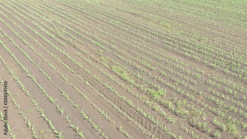 Corn Zea Mays crop in cultivated land 4K aerial footage Corn Zea Mays crop in cultivated land 4K aerial footage