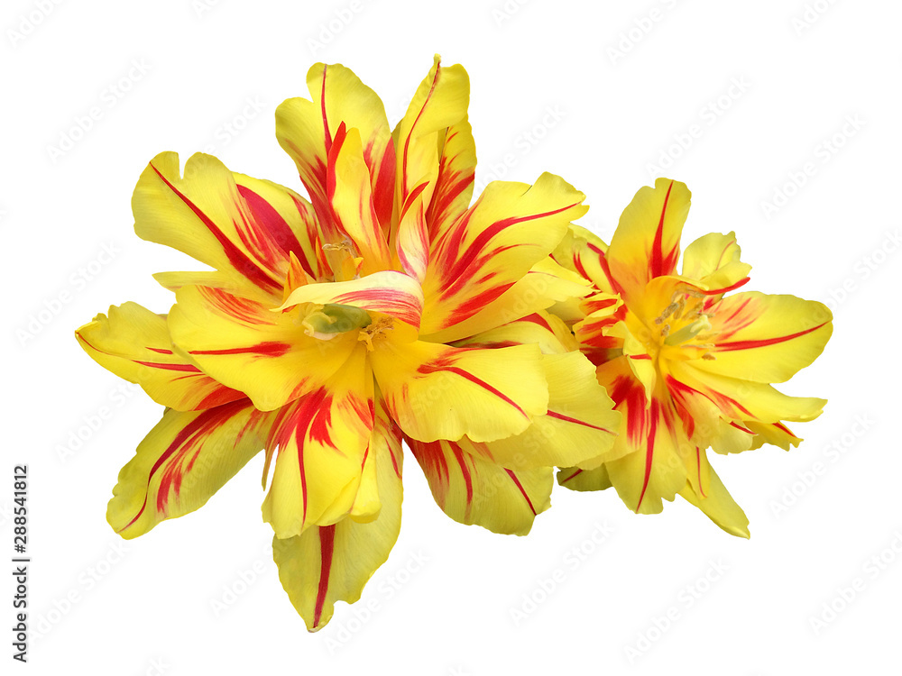 Obraz premium Yellow flower of a terry tulip isolated on white background