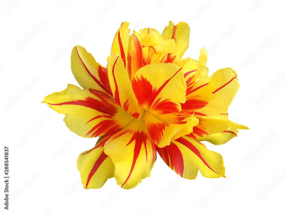 Obraz premium Yellow flower of a terry tulip isolated on white background