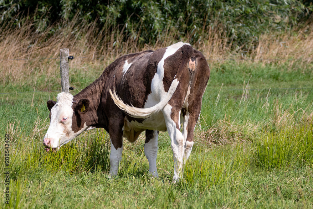 Grazing cow in green grass field