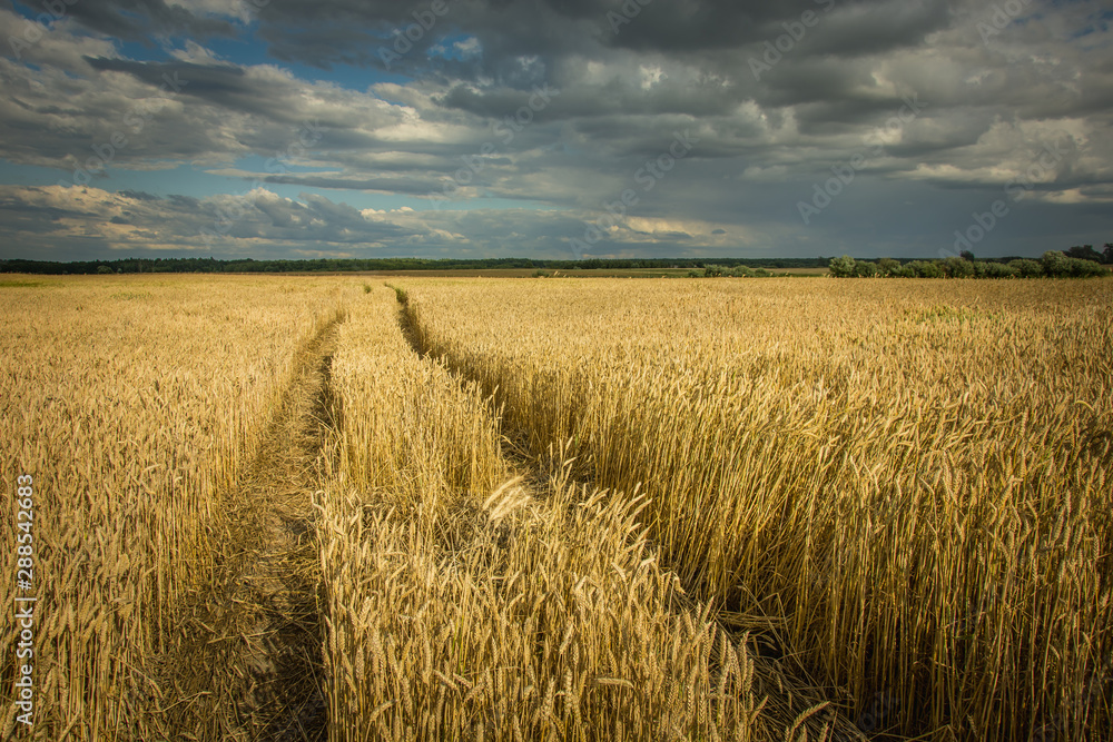 Technological path in wheat, dark clouds on the sky