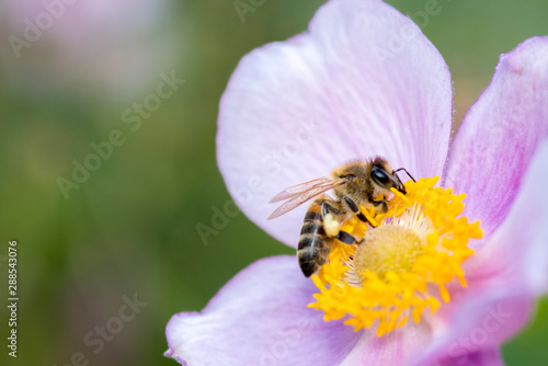 Herbst-Anemone mit Pollen und Biene im Makro