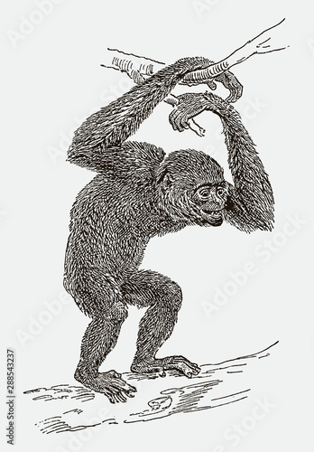 Endangered siamang (symphalangus syndactylus) climbing on a branch. Illustration after an engraving from the 19th century