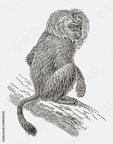 Endangered lion-tailed macaque (macaca silenus) in back view sitting on a branch. Illustration after an engraving from the 19th century