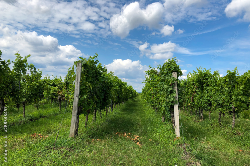 Rows of green wine grapes with sky view