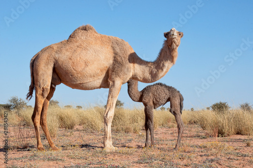 camel © kasami