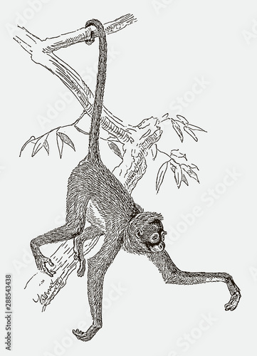 Endangered white-bellied spider monkey ateles belzebuth hanging with tail at a branch. Illustration after engraving from 19 C photo