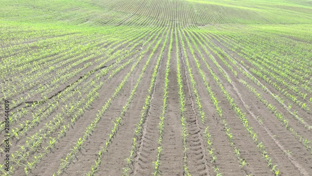 Young field of sweet corn (Zea Mays) by the morning 4K aerial footage Young field of sweet corn (Zea Mays) by the morning 4K aerial footage