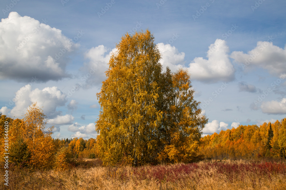 Fototapeta premium Beautiful autumn Sunny landscape with clouds.