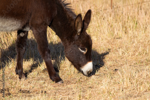 Brown donkey on farm