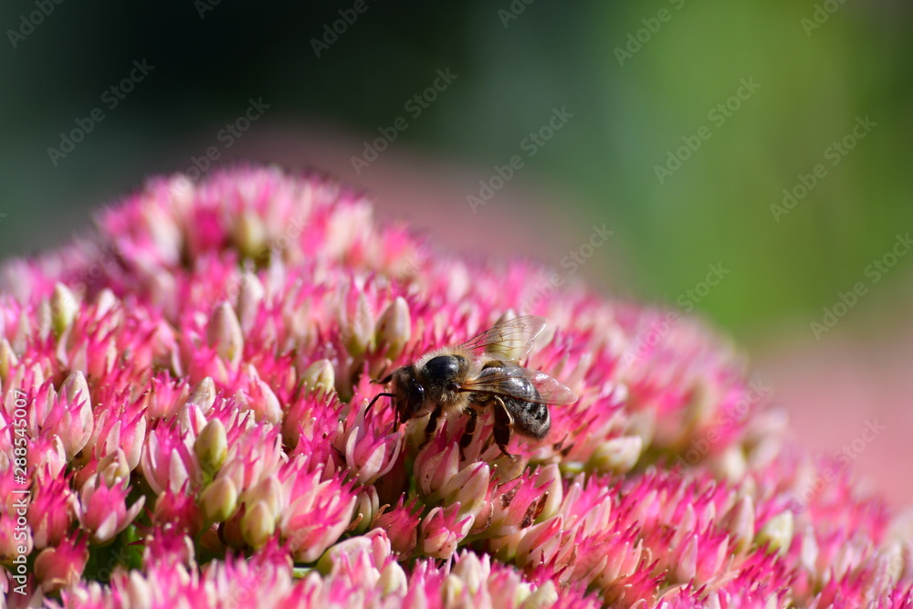 Bee Bee