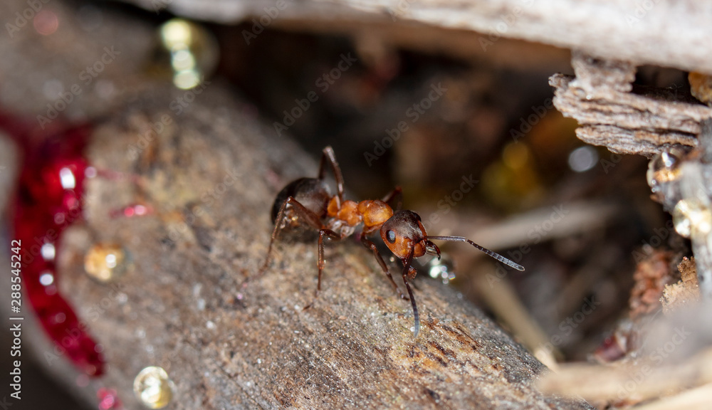 big red forest ant in natural habitat big red forest ant in natural habitat
