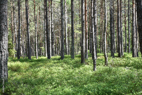 Blueberry bushes covers the ground in a pine tree forest