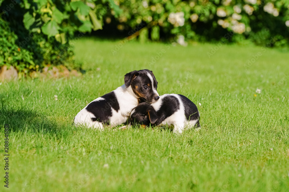 Zwei Jack Russel Hundewelpen spielend im Garten Zwei Jack Russel Hundewelpen spielend im Garten