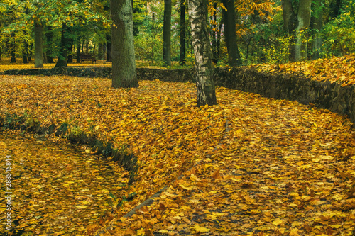 calm autumn landscape in the park, golden autumn, fallen leaves covered the path and water in the pond, 