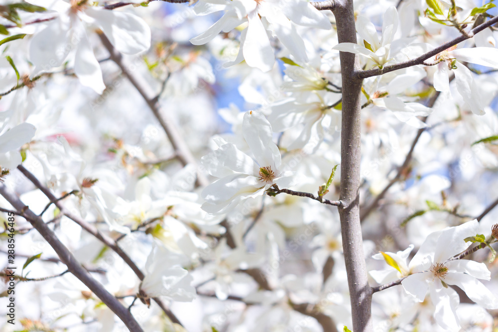 spring cherry blossom spring cherry blossom
