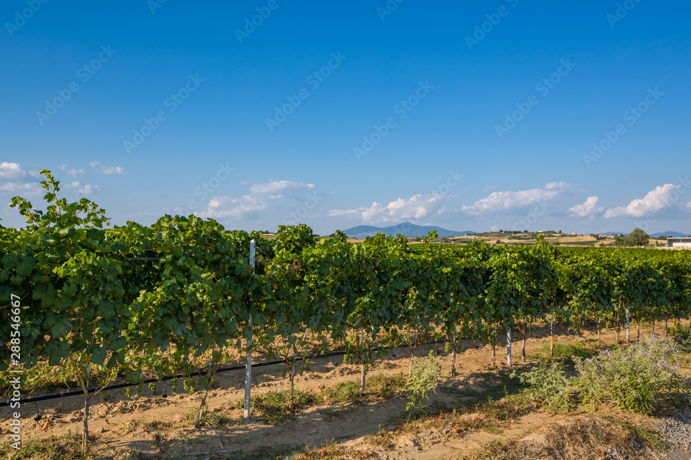 Greece vineyard