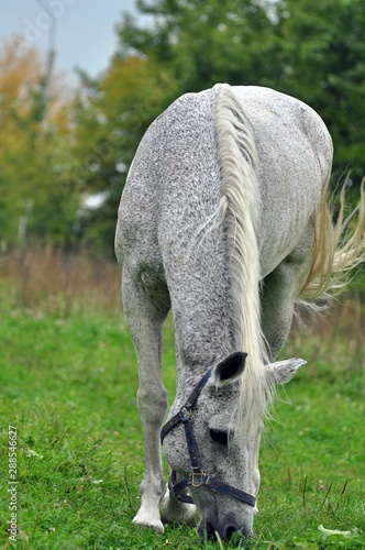 Rooted Tersk stud,on the field photo