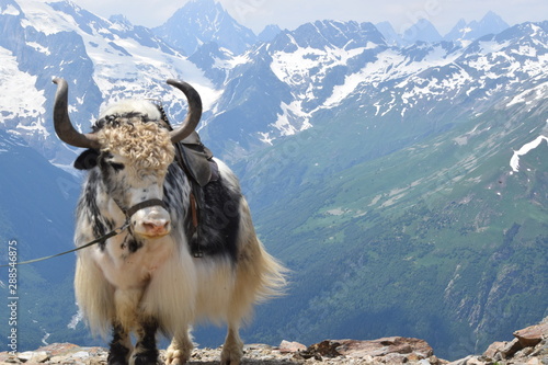 caucasian yak © shidaq
