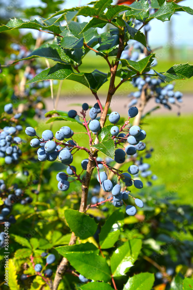 Brushes with berries of Mahonia holly (Mahonia aquifolium (Pursh) Nutt.)