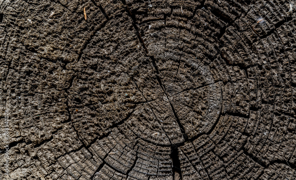Tree ring. Wood log. Wooden texture of cutted tree trunk. Different cracked surface