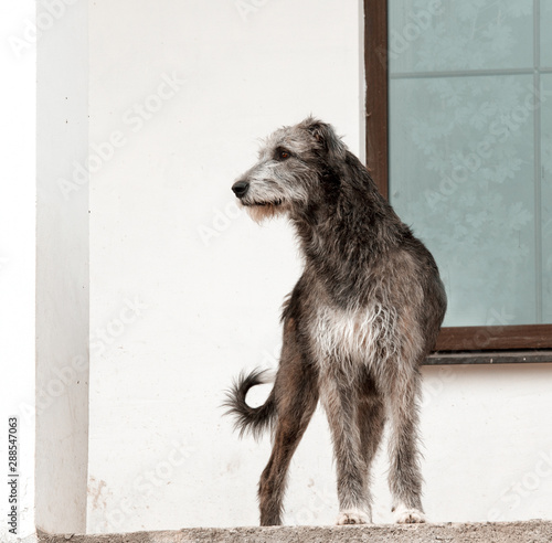 Dog breed  irish wolfhound stands on the background of a window and a white wall
