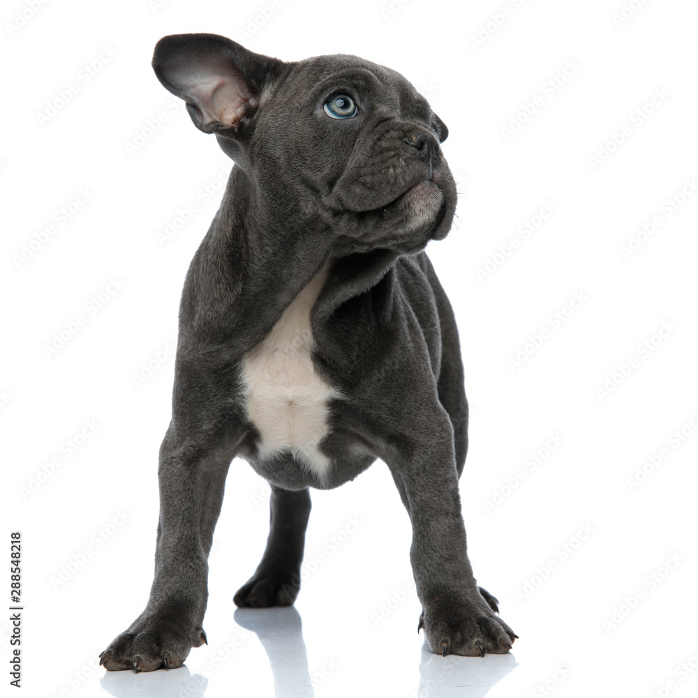 cute american bully looking up side on white background